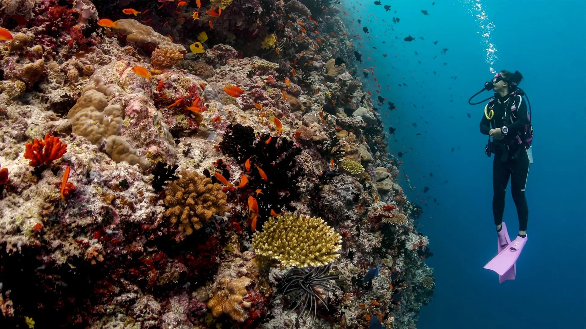 Mnemba Atoll photo 1