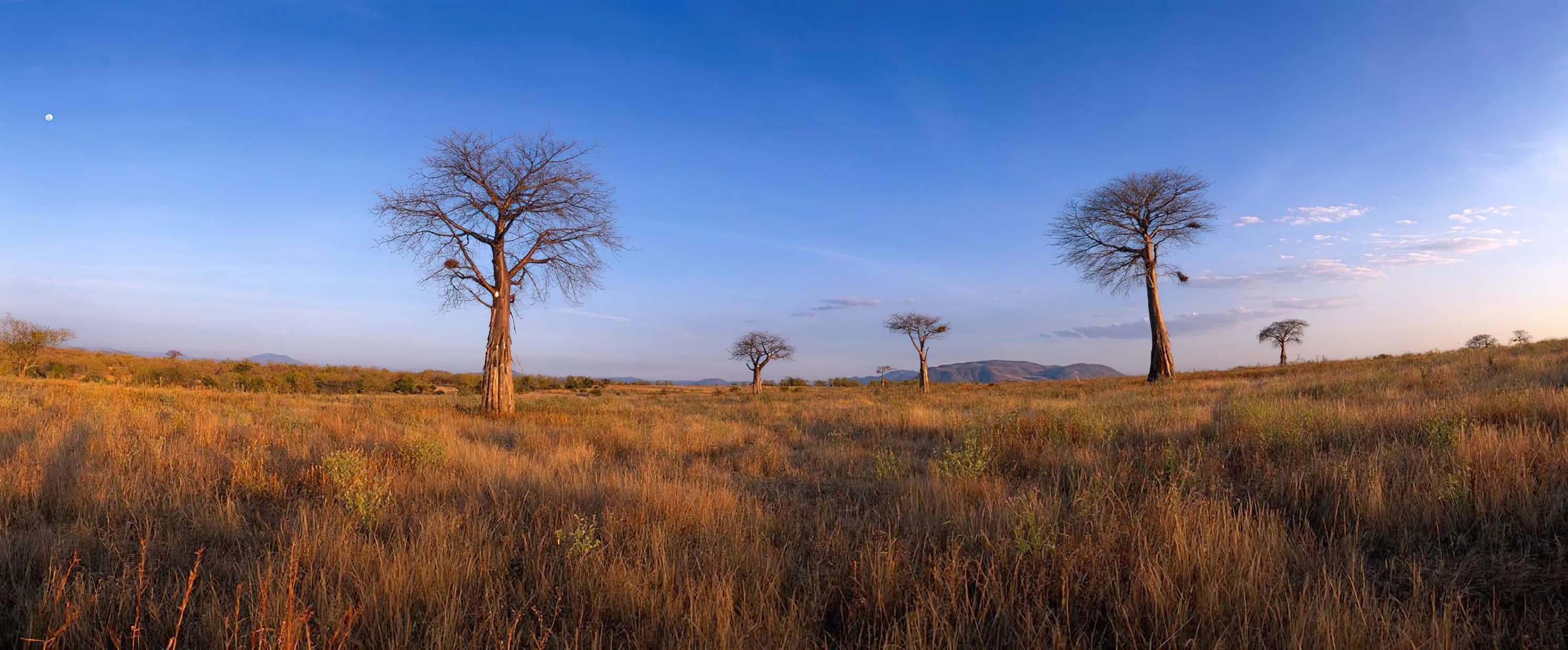 Ruaha National Park photo 1