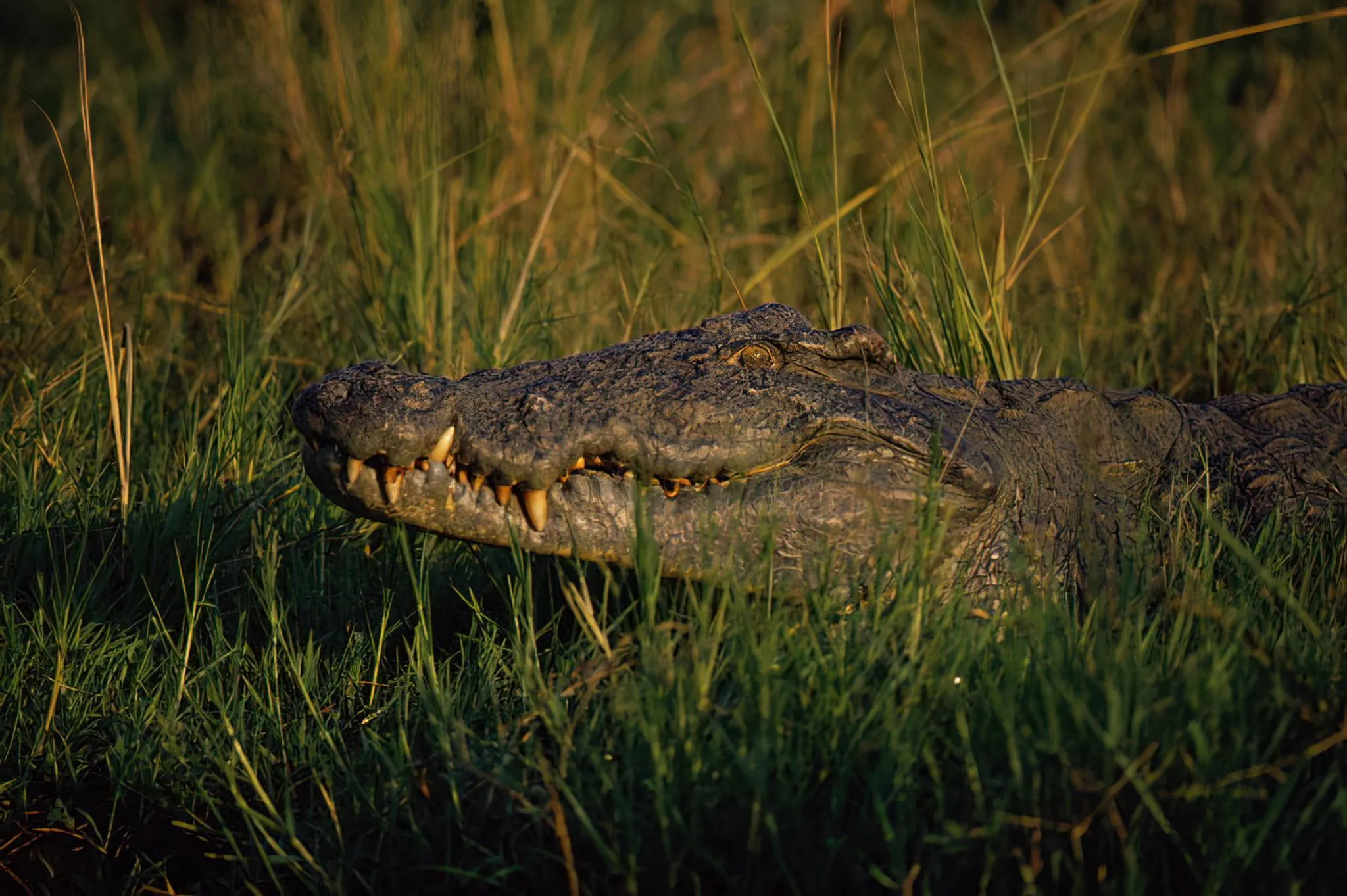 Saadani National Park photo 2