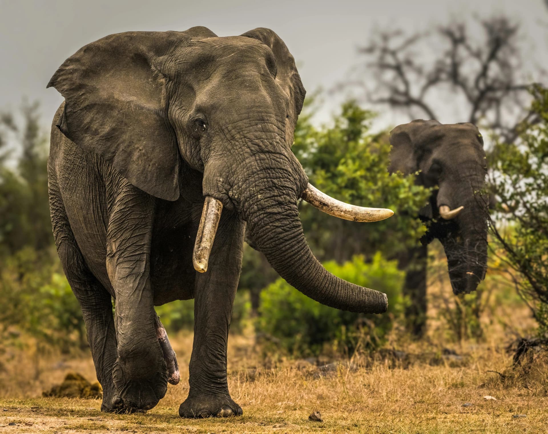 Elephants in Tarangire National Park with Ndito Travel