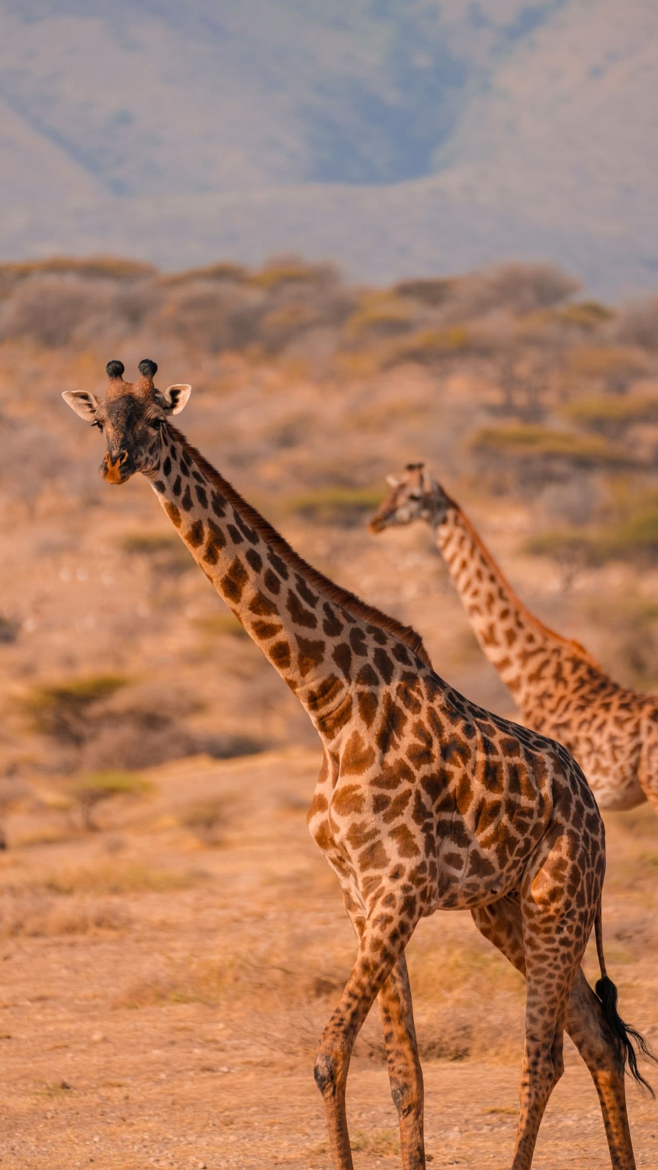 Ndito Travel Tanzanian Safari Landscape
