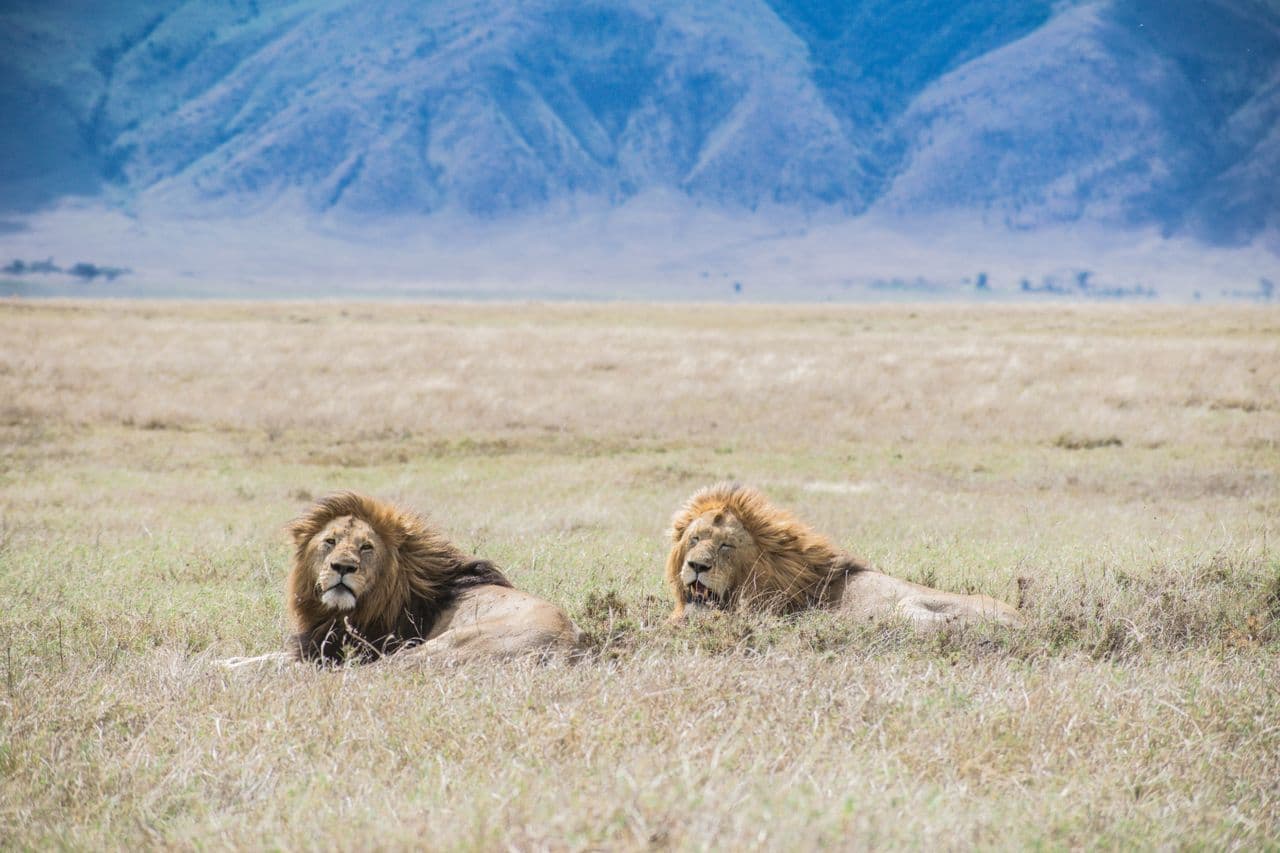 Aerial view of the Ngorongoro Crater floor, Tanzania
