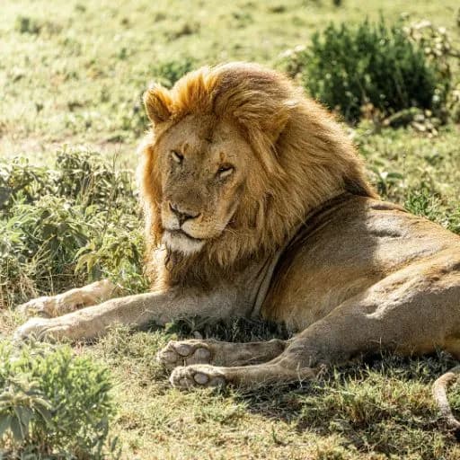 Serengeti Lion on safari with Ndito Travel