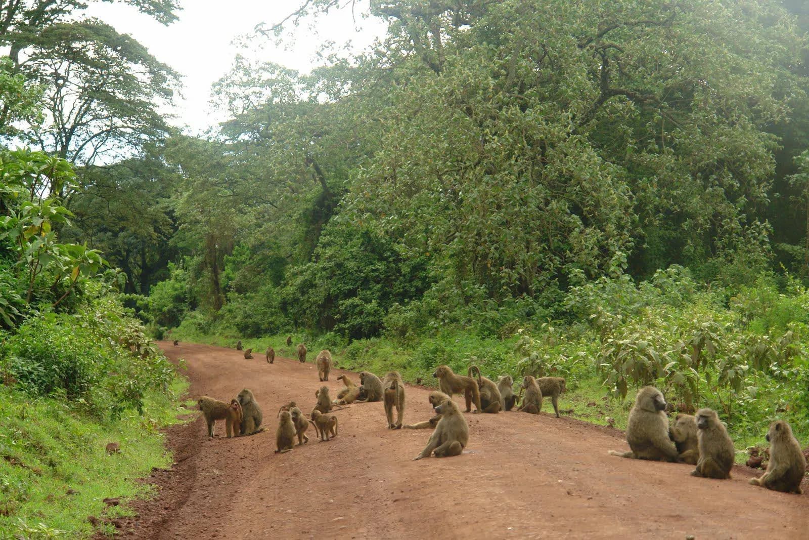 Lake Manyara National Park photo 2