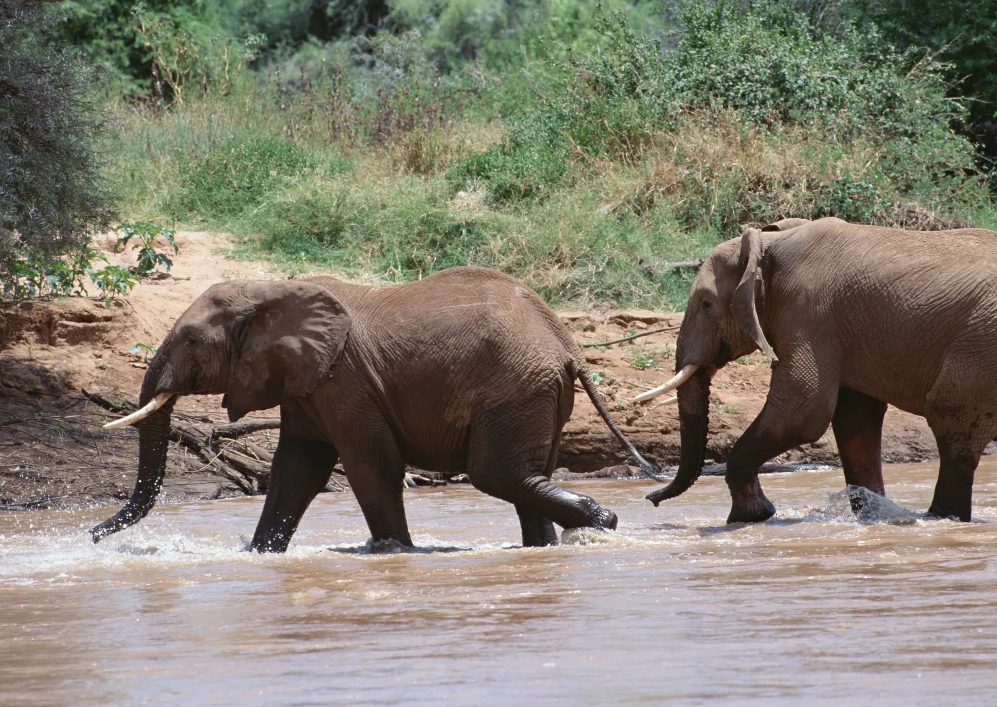 Mkomazi National Park photo 2