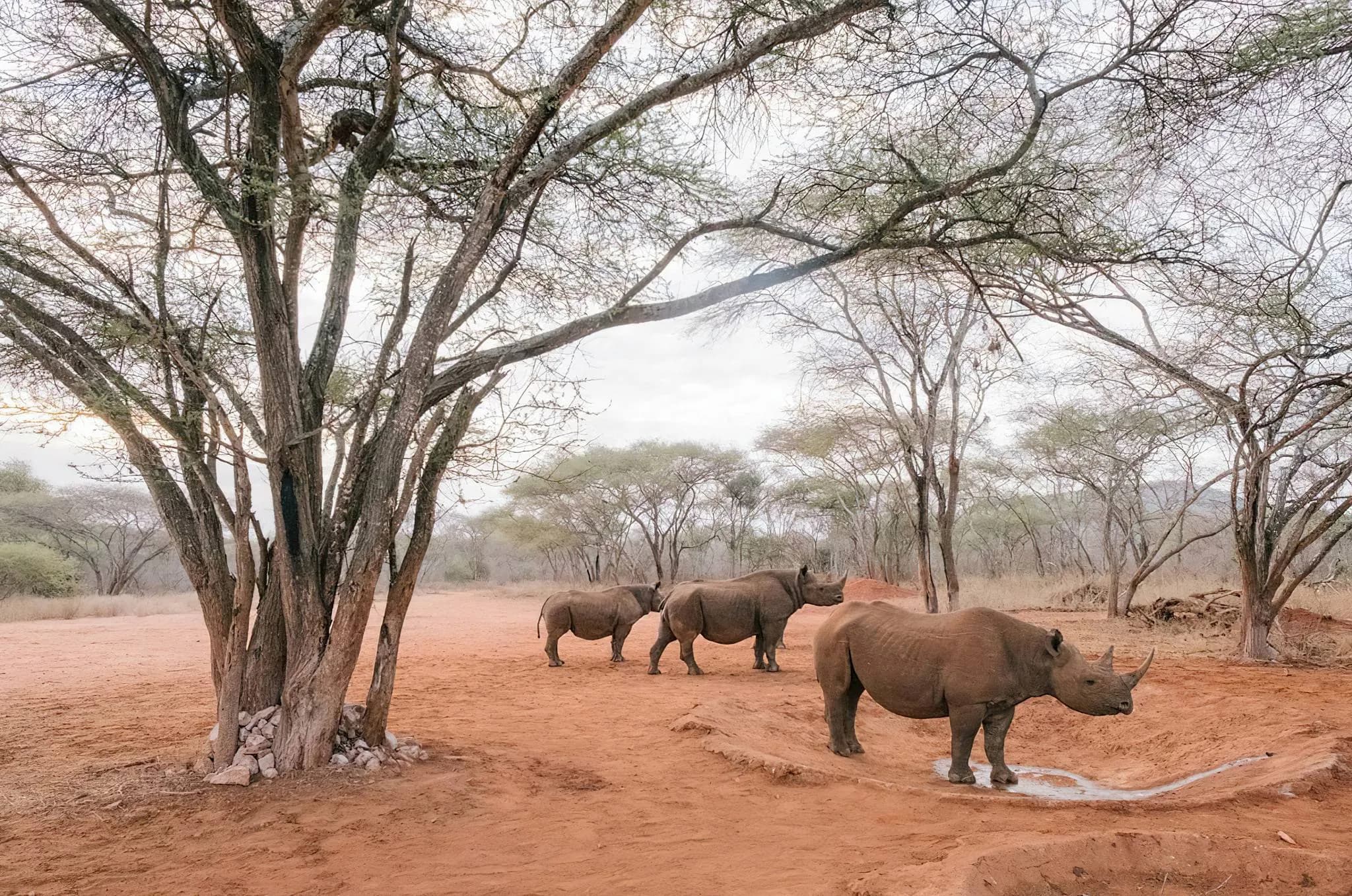 Mkomazi National Park photo 1