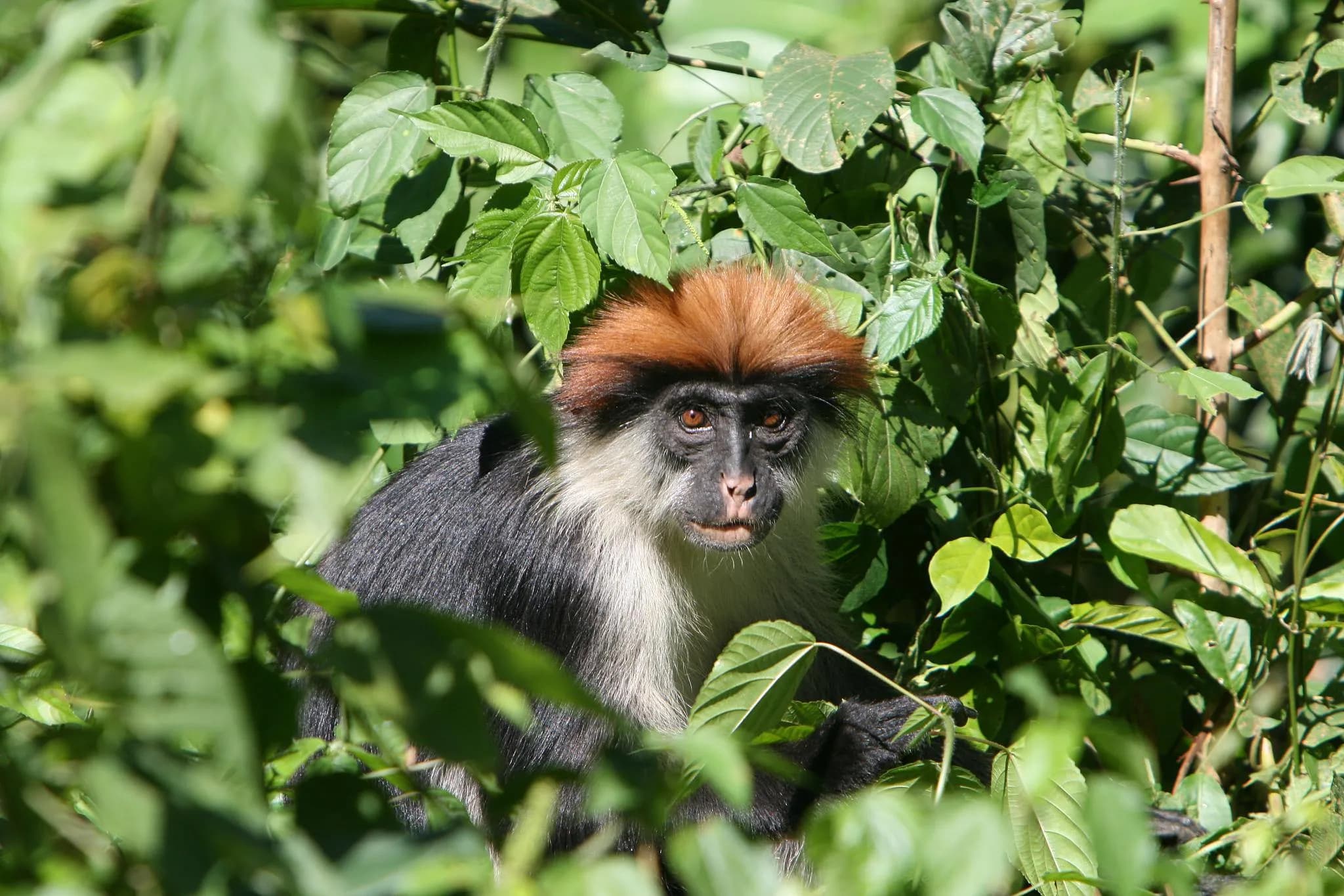 Udzungwa Mountains National Park photo 2