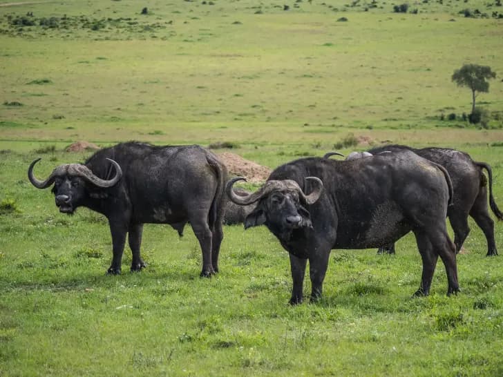 Arusha National Park photo 2