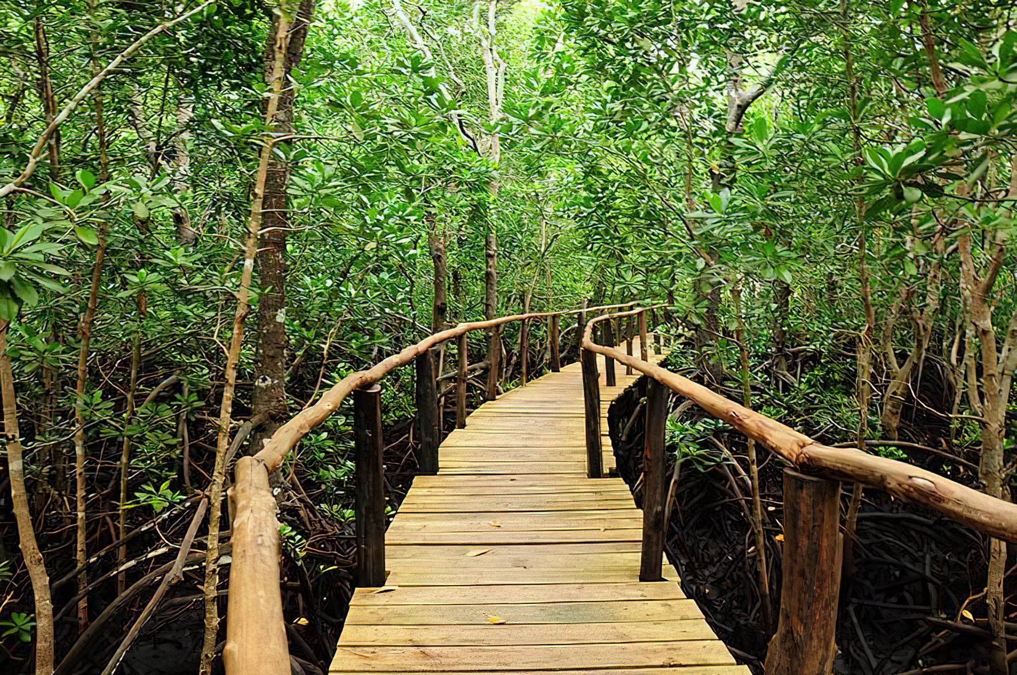 Jozani Chwaka Bay National Park