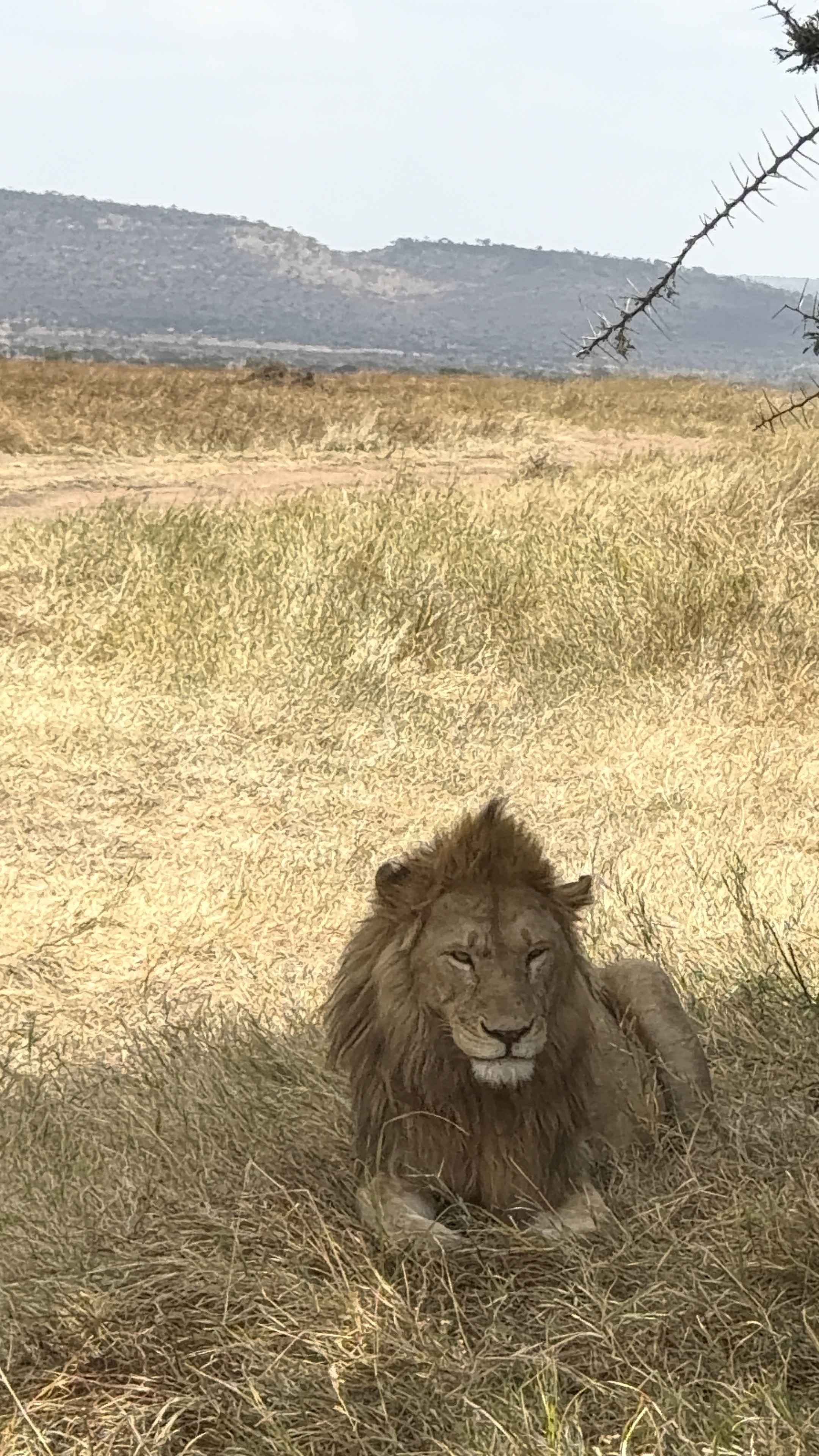 Tanzania Wildlife Safaris