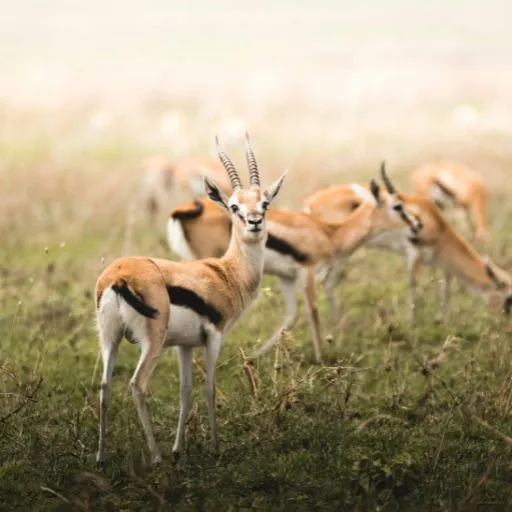 Serengeti National Park photo 2